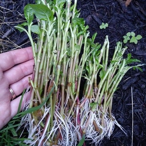 May include: A bunch of green plant cuttings with white roots. The cuttings are about 10 inches long and have small green leaves. The roots are about 4 inches long and are white and fibrous.