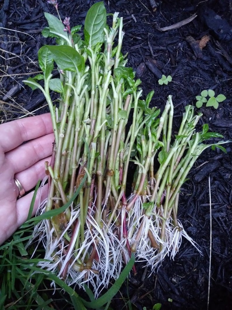 May include: A bunch of green plant cuttings with white roots. The cuttings are about 10 inches long and have small green leaves. The roots are about 4 inches long and are white and fibrous.