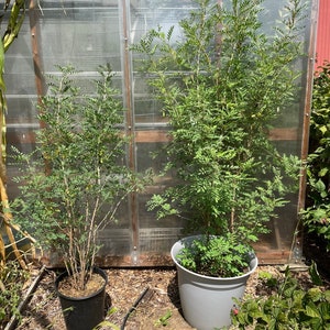Op de afbeelding: Twee potplanten met groene bladeren die in een kas groeien. De planten staan in potten van verschillende grootte, een zwarte en een grijze.