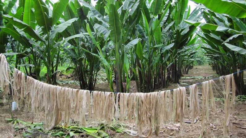 Puede incluir: Un campo de plantas de banano con largas hebras de fibra natural colgando de una l&iacute;nea en primer plano.