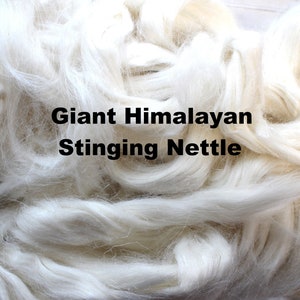 Giant Himalayan Stinging Nettle Top for Spinning Felting or Doll Hair Fiber Bast Fibers Undyed Plant Vegan