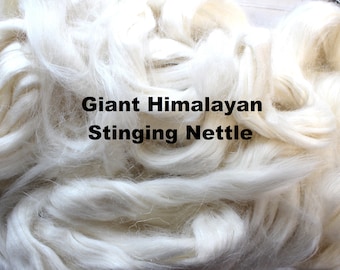 Ortie géante de l'Himalaya pour filer le feutre ou fibre de cheveux de poupée fibres libériennes végétales non teintées végétalien