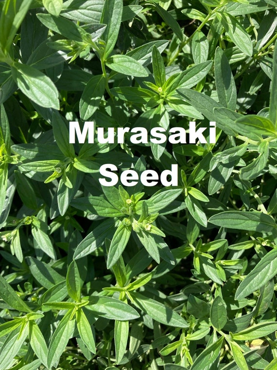 棘.PLANTS Arctostaphylos x 'Pajaro Hybrid' - Xera Plants