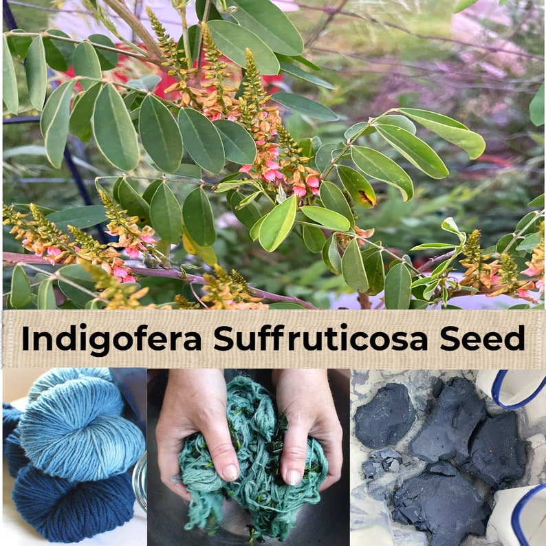 Op de afbeelding: Indigo verven met Indigofera suffruticosa zaad. De afbeelding toont de plant, indigoverf in een emmer en garen dat in tinten blauw is geverfd.