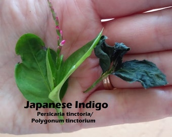 Japanese Indigo Seeds - Persicaria Tinctoria Seed Polygonum tinctorium Seeds Dyers Knotweed Blue natural dye garden plant