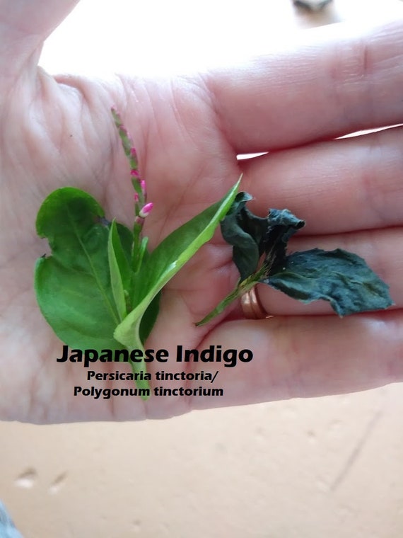Japanese Indigo Seeds - Persicaria Tinctoria Seed Polygonum tinctorium Seeds Dyers Knotweed Blue natural dye garden plant