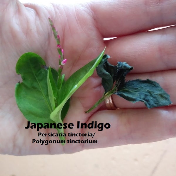 Japanese Indigo Seeds - Persicaria Tinctoria Seed Polygonum tinctorium Seeds Dyers Knotweed Blue natural dye garden plant