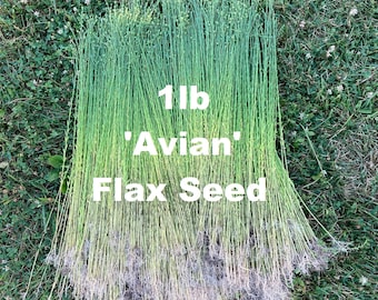 1 lb Flax seed 'Avian'  Long-stemmed Flax for producing Linen