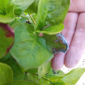 May include: Close-up of a green plant with a single leaf showing signs of damage, possibly from a pest or disease. The leaf is partially brown and has a light blue discoloration.