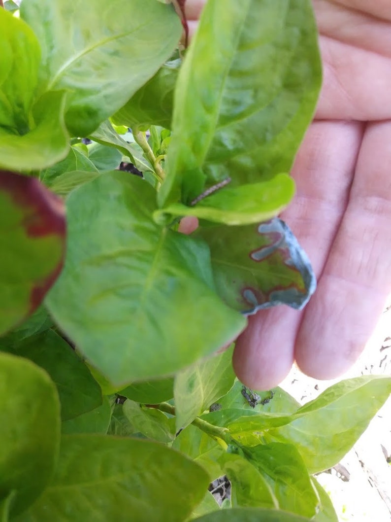 May include: Close-up of a green plant with a single leaf showing signs of damage, possibly from a pest or disease. The leaf is partially brown and has a light blue discoloration.