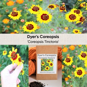 Dyer's Coreopsis, 'Coreopsis Tinctoria' Natural Dye Garden Flower Seed Plant