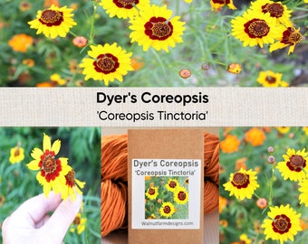 Dyer's Coreopsis, 'Coreopsis Tinctoria' Natural Dye Garden Flower Seed Plant
