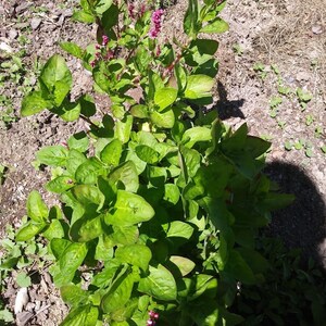 May include: A close-up of a green leafy plant with pink flowers. The plant is growing in a garden setting.