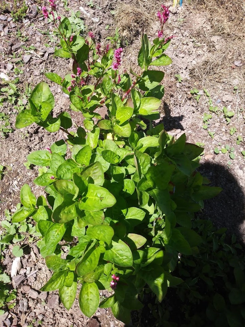 May include: A close-up of a green leafy plant with pink flowers. The plant is growing in a garden setting.