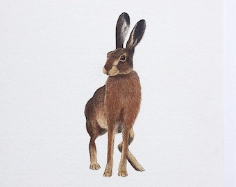 May include: A square greeting card featuring a detailed illustration of a brown hare with long ears. The hare is standing on a white background. The card has a white border and is suitable for various occasions.