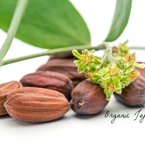 May include: Close-up of brown jojoba seeds with green leaves and flowers. Organic Jojoba.