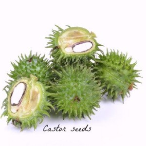 May include: Close-up of several green castor seeds with spiky outer shells. Some seeds are split open, revealing the white inner seed.