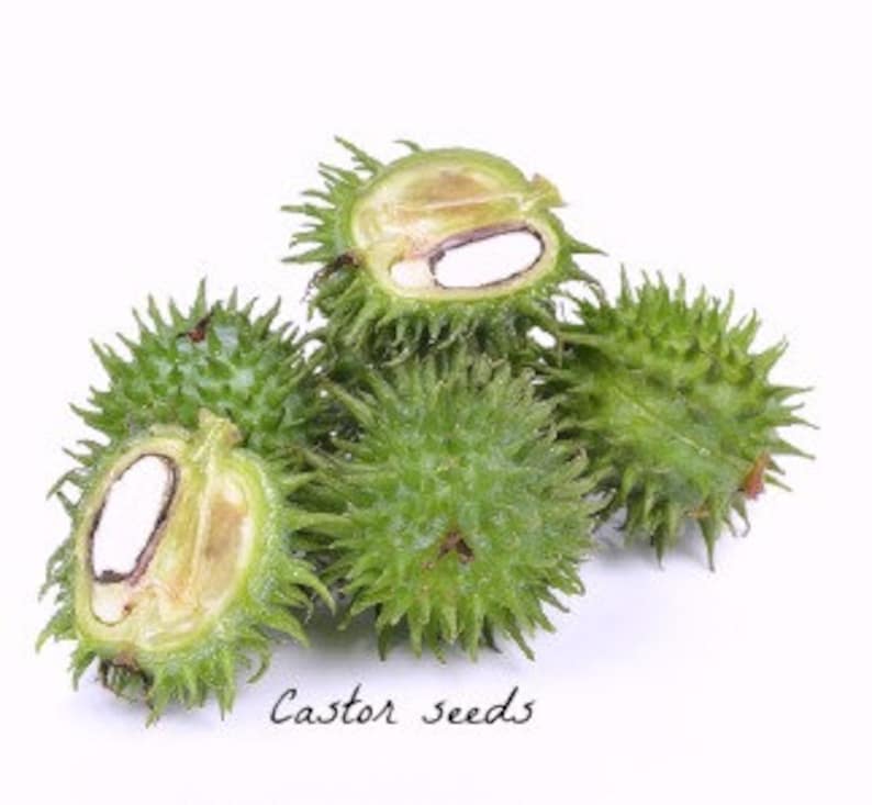 May include: Close-up of several green castor seeds with spiky outer shells. Some seeds are split open, revealing the white inner seed.