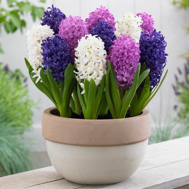 May include: A terracotta pot filled with a variety of hyacinth bulbs in bloom. The hyacinths are in shades of purple, white, and blue.