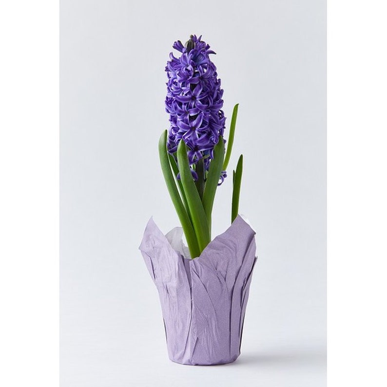 May include: A purple hyacinth plant in a lavender paper pot. The plant has green leaves and a cluster of purple flowers.