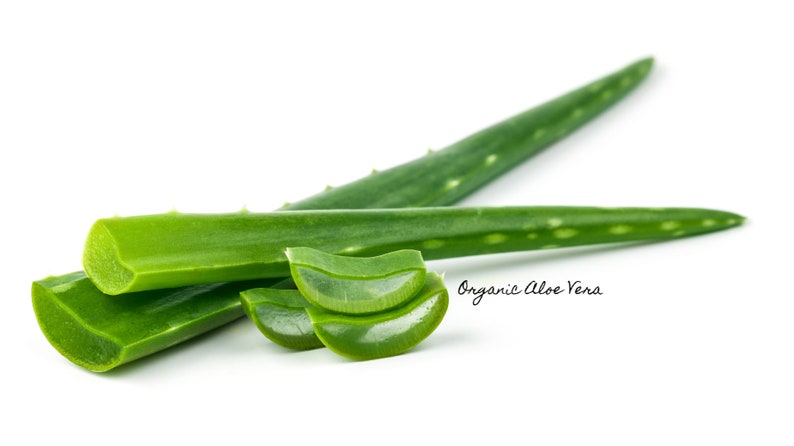 May include: Close-up of fresh green aloe vera leaves, some sliced open, with the text "Organic Aloe Vera" visible.