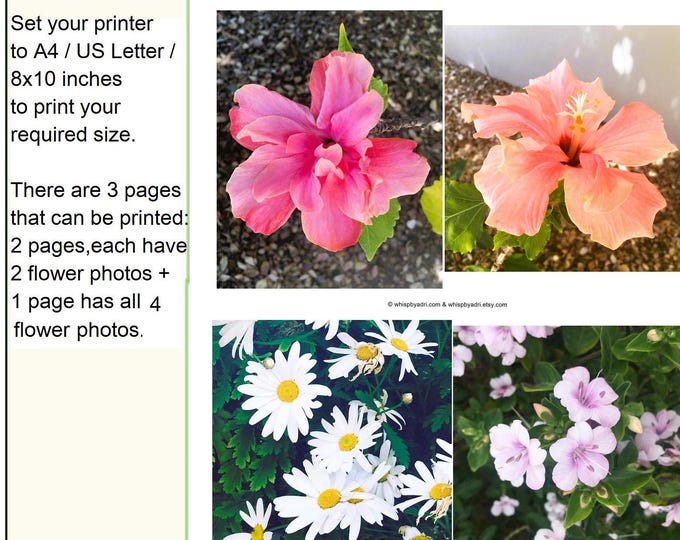 Reference Photos Bundle of Daisies, Hibiscus, African Iris and Succulent plants (Digital Download)