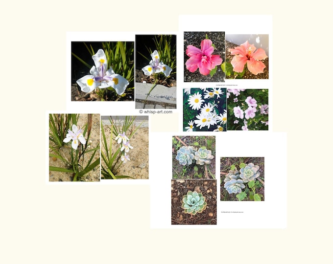 Reference Photos Bundle of Daisies, Hibiscus, African Iris and Succulent plants (Digital Download)