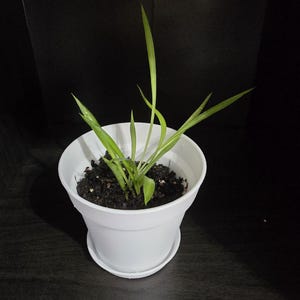 Wedding Spider Plant - Etsy
