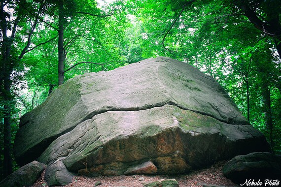 Forest Photography Print Wall Art 