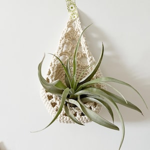 May include: A white crocheted plant hanger in the shape of a teardrop, hanging from a wall with decorative tape. A green air plant is inside the hanger.