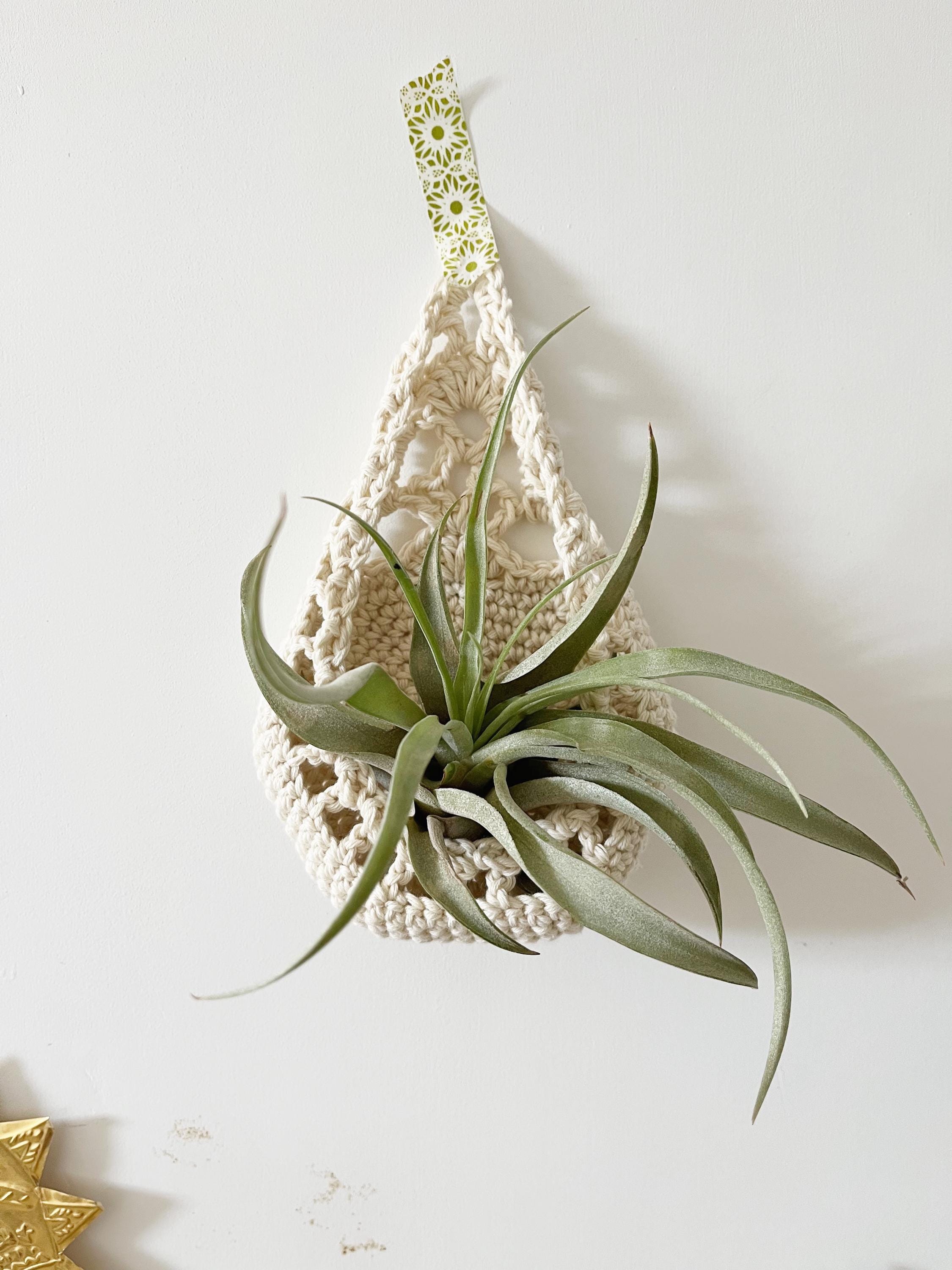 Hanging Air Plants - Etsy