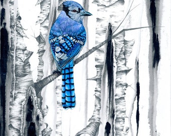 Blue Jay and Birch Trees, giclee print on Canvas 12x16 inches by Karri Jamison