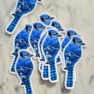 Blue Jay Sticker, Bluejay Art, Vinyl Waterproof Sticker, for water bottle, car, laptop, suitcase, bird gift, Karri Jamison