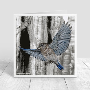 Bluebird Baby #3 Greeting Card, Blank Card, Note Card, Envelope Included, Eastern Blue Bird Card 5x5 inches on paper Karri Jamison