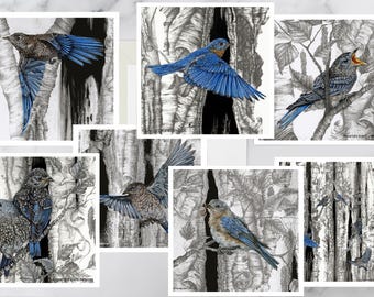 Blank Card Set, Bird Card Set, Nature Card Set, Gift Boxed Set, Bluebird Card Pack- 7 Cards and Envelopes Included, Karri Jamison