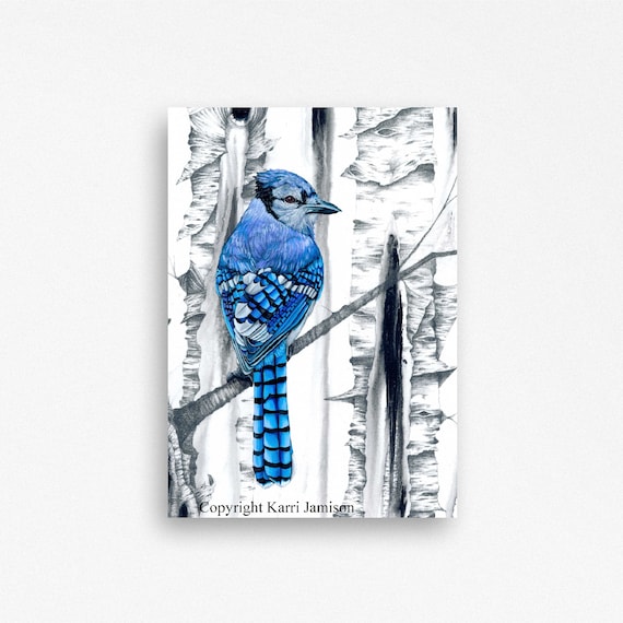 Blue Jay Canvas Print Blue Jay and Birch Trees Print On | Etsy