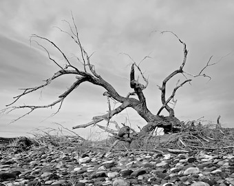 There Is Beauty In This World Even In Death