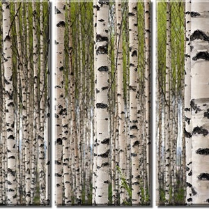 Framed Huge 3 Panel Art Spring Tree Birch Forest Giclee Canvas Print - Ready to Hang