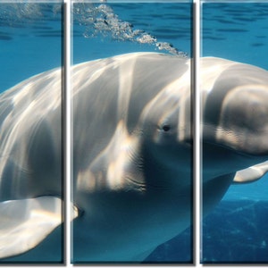 Framed Huge 3-Panel Ocean Sea World White Beluga Whale Art Canvas Art Print Ready to Hang image 1