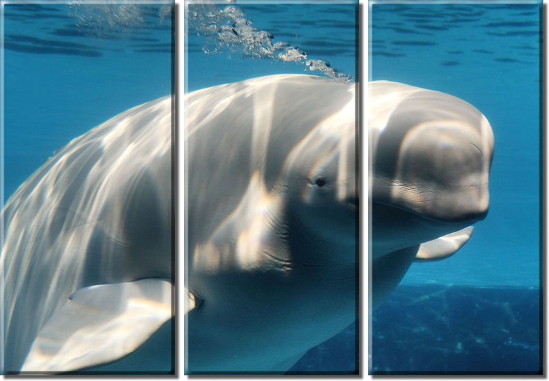 Framed Huge 3-Panel Ocean Sea World White Beluga Whale Art Canvas Art Print Ready to Hang image 1