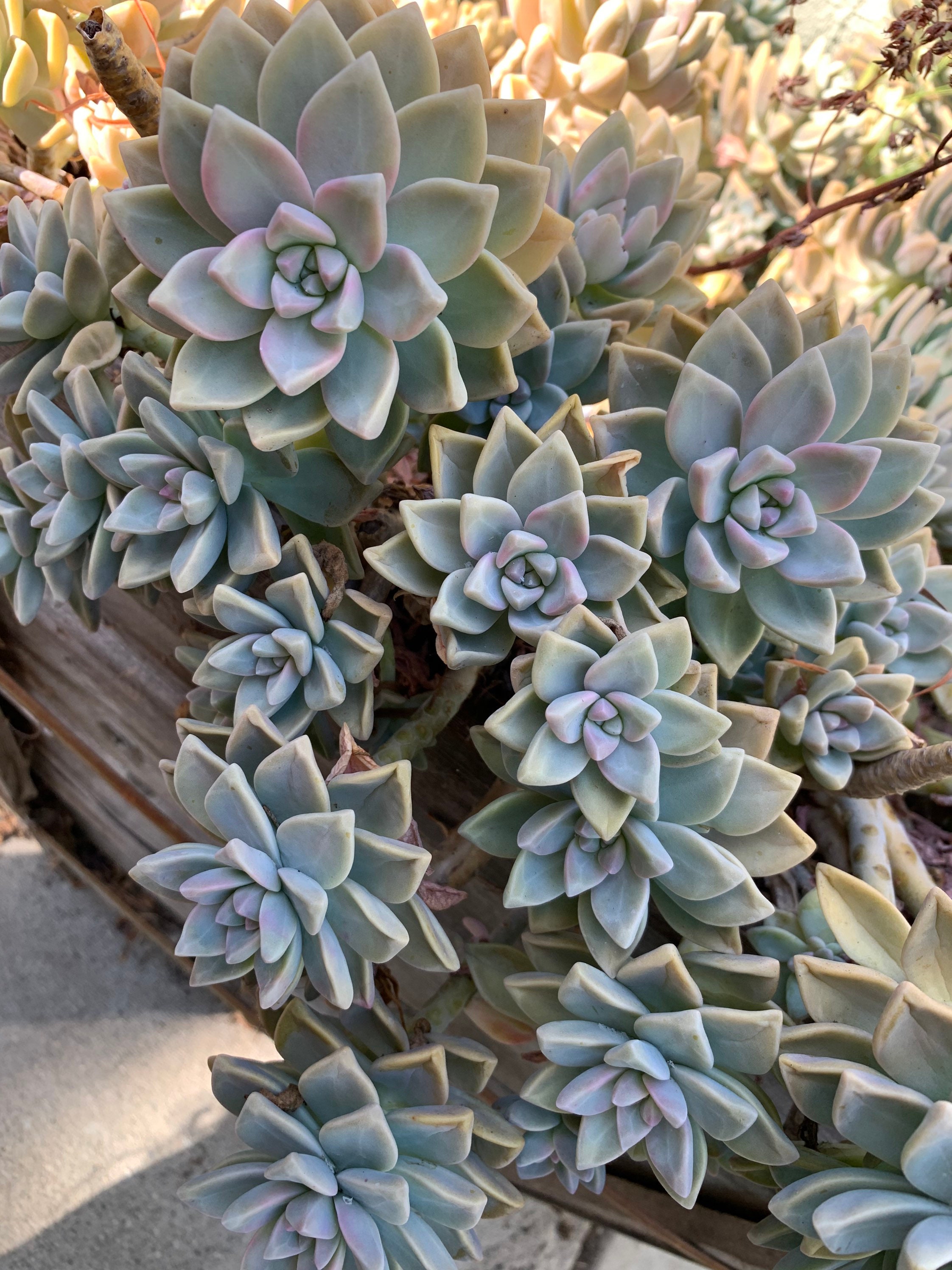 Ghost Plant CUTTING Live Succulent Etsy