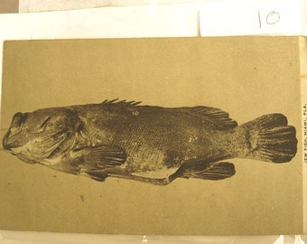 Vintage Miami Florida Postcard with a Jewfish