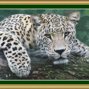 May include: A close-up of a white and black spotted leopard lying on a green and brown mossy log. The leopard has its head resting on the log and its eyes are closed.