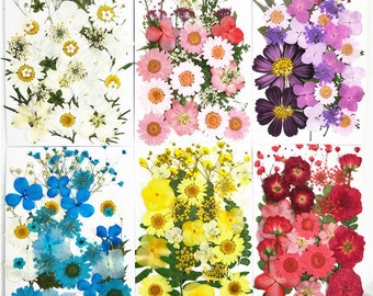 Dried flower pressed flower diy pressed flower bookmark epoxy resin dried flower mobile phone case embossed pressed flower plant specimen