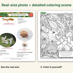 Dibujos para colorear de camuflaje e insectos extraños, PDF imprimible, mantis orquídea, insecto hoja, insecto palo con fotos a tamaño real, ciencia para niños imagen 2