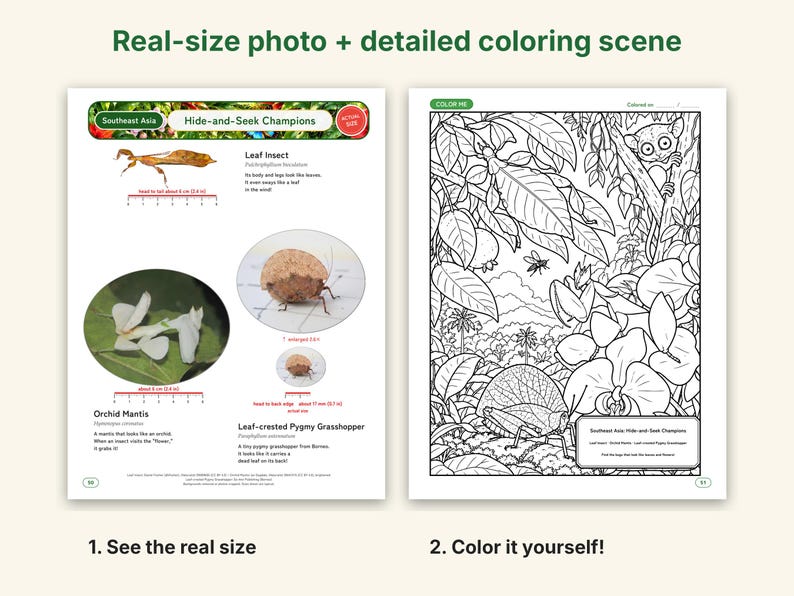 Dibujos para colorear de camuflaje e insectos extraños, PDF imprimible, mantis orquídea, insecto hoja, insecto palo con fotos a tamaño real, ciencia para niños imagen 2