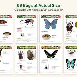 Actual-Size Insect Coloring Book, Printable PDF, 69 Bugs With Real Photos, Beetle & Butterfly Coloring Pages, Ages 6-12, Homeschool Science image 3