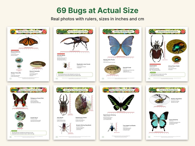 Actual-Size Insect Coloring Book, Printable PDF, 69 Bugs With Real Photos, Beetle & Butterfly Coloring Pages, Ages 6-12, Homeschool Science image 3