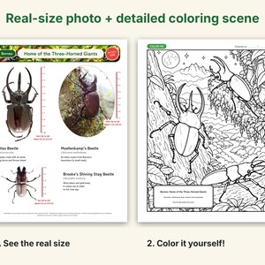 Actual-Size Insect Coloring Book, Printable PDF, 69 Bugs With Real Photos, Beetle & Butterfly Coloring Pages, Ages 6-12, Homeschool Science image 2