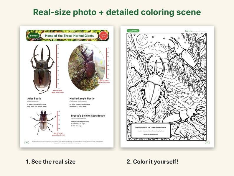 Actual-Size Insect Coloring Book, Printable PDF, 69 Bugs With Real Photos, Beetle & Butterfly Coloring Pages, Ages 6-12, Homeschool Science image 2